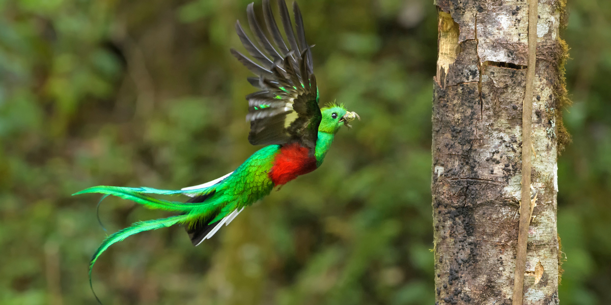 Quetzal, national bird