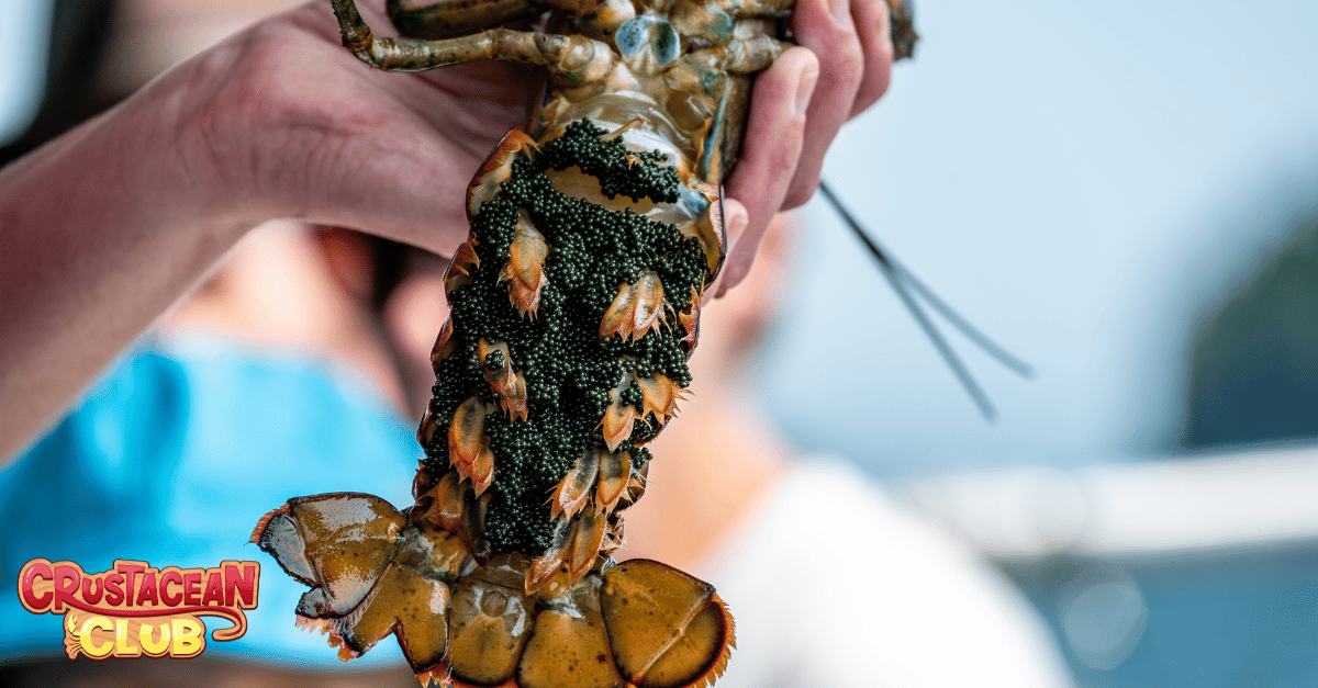 Female egg bearing lobster