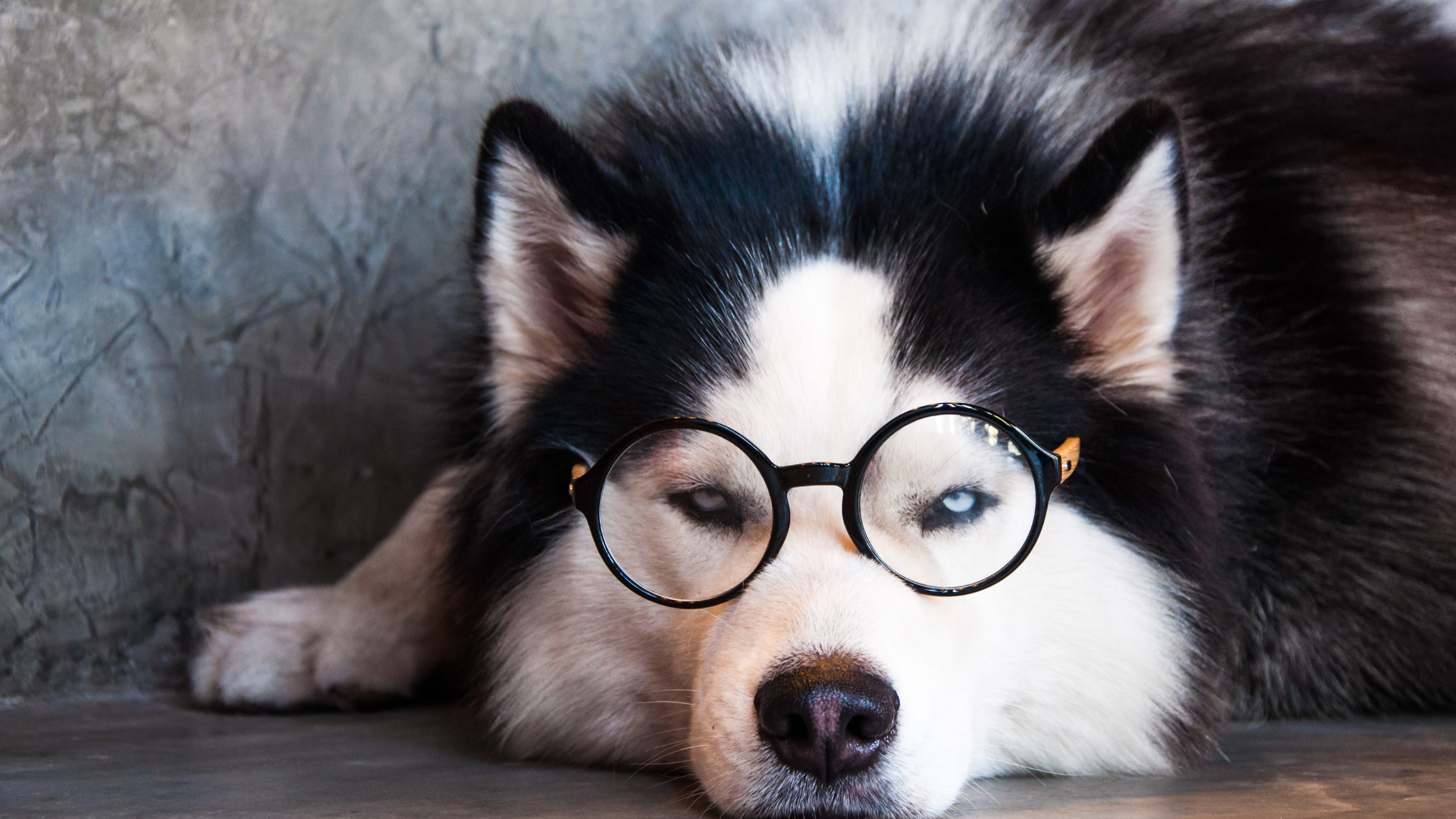 A Siberian Husky laying with glasses on