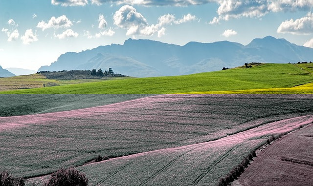 canola fields, green, rolling hills, rapeseed, crops, farming, swellendam, cultivation, harvest, yellow fields, agriculture, green, crops, farming, agriculture, agriculture, agriculture, agriculture, agriculture