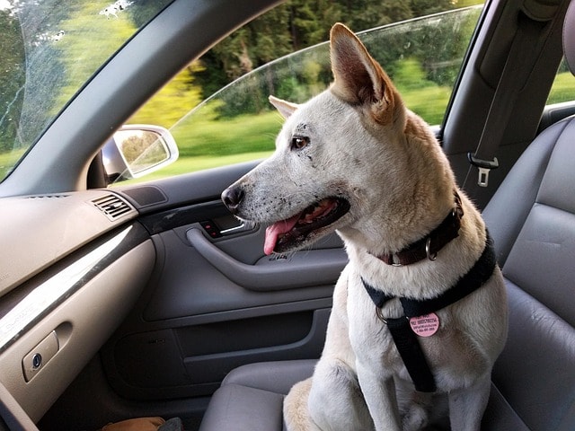 dog, car, ride, car wallpapers, happy, travel, pet, animal, nature, jindo, trip, white, pup, canine, seat, window, doggy, friend, copilot, korean jindo