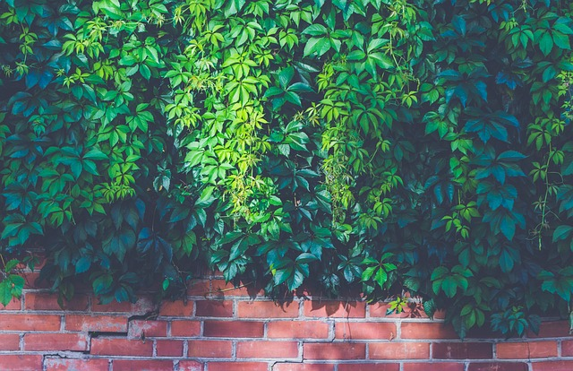 indoor vining plants, bright light, trailing stems, indoor plants, dark green