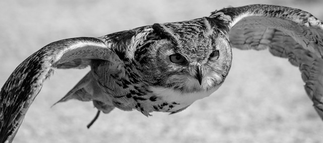 eurasian eagle owl, flying, owl