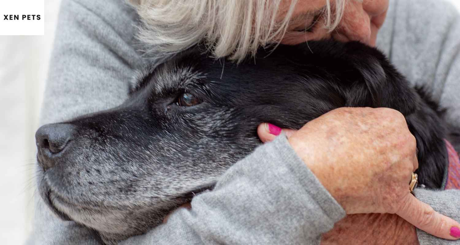 Senior dog suffering from joint pain
