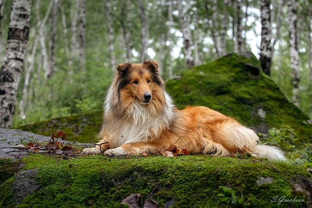 forest, dog, rough collie