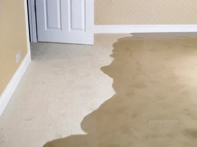 What to Do if Your Rug Gets Wet