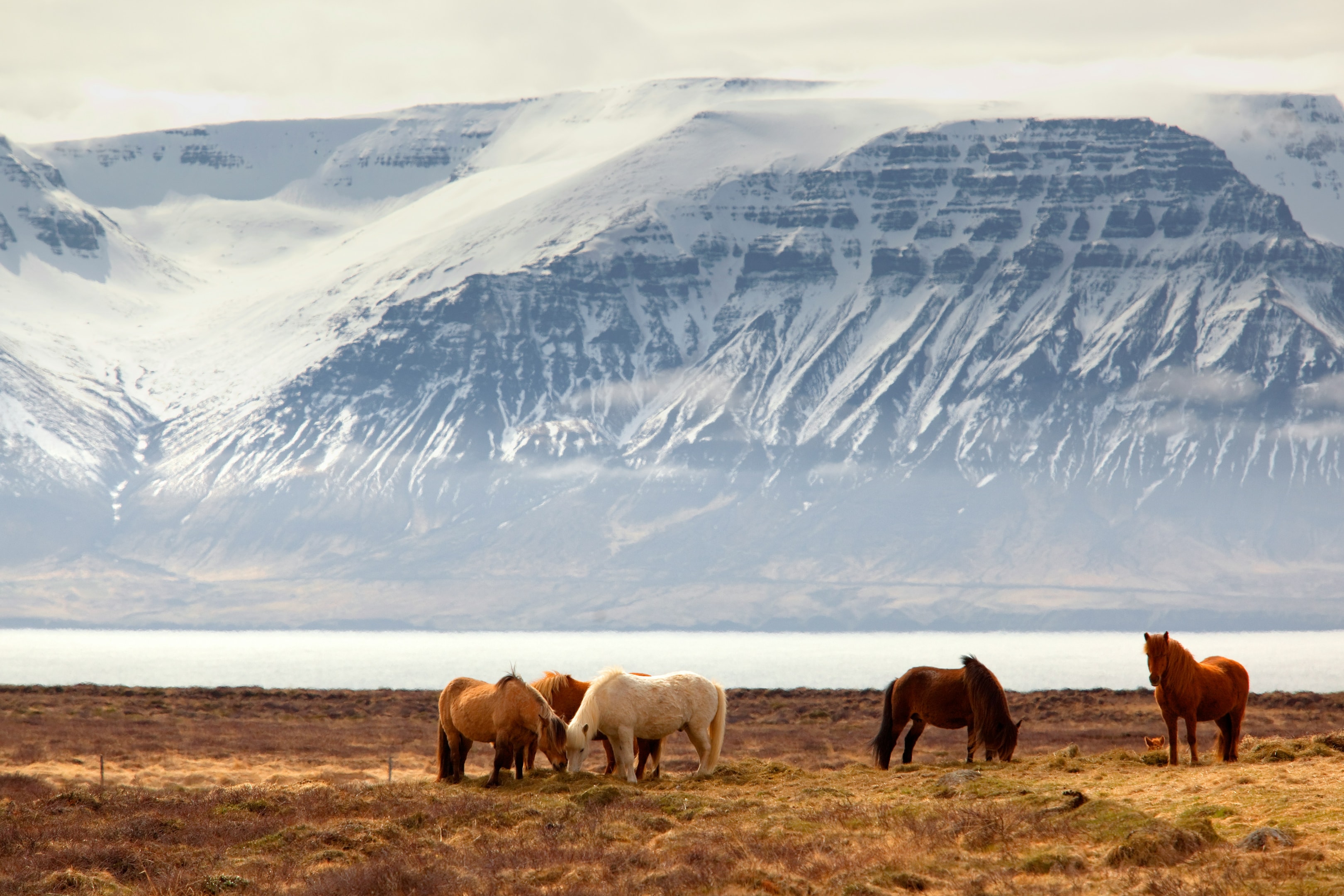 Herd of clydesdale horses