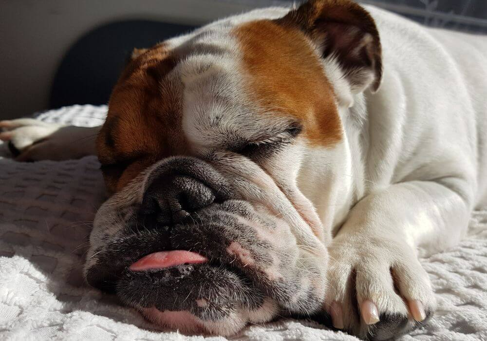 bulldong with tongue out asleep on blanket