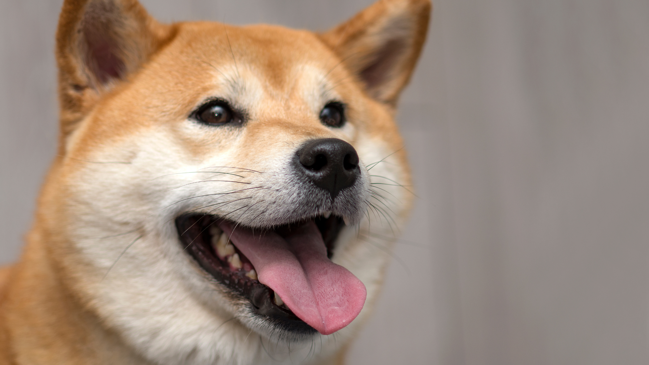 An excited Shiba