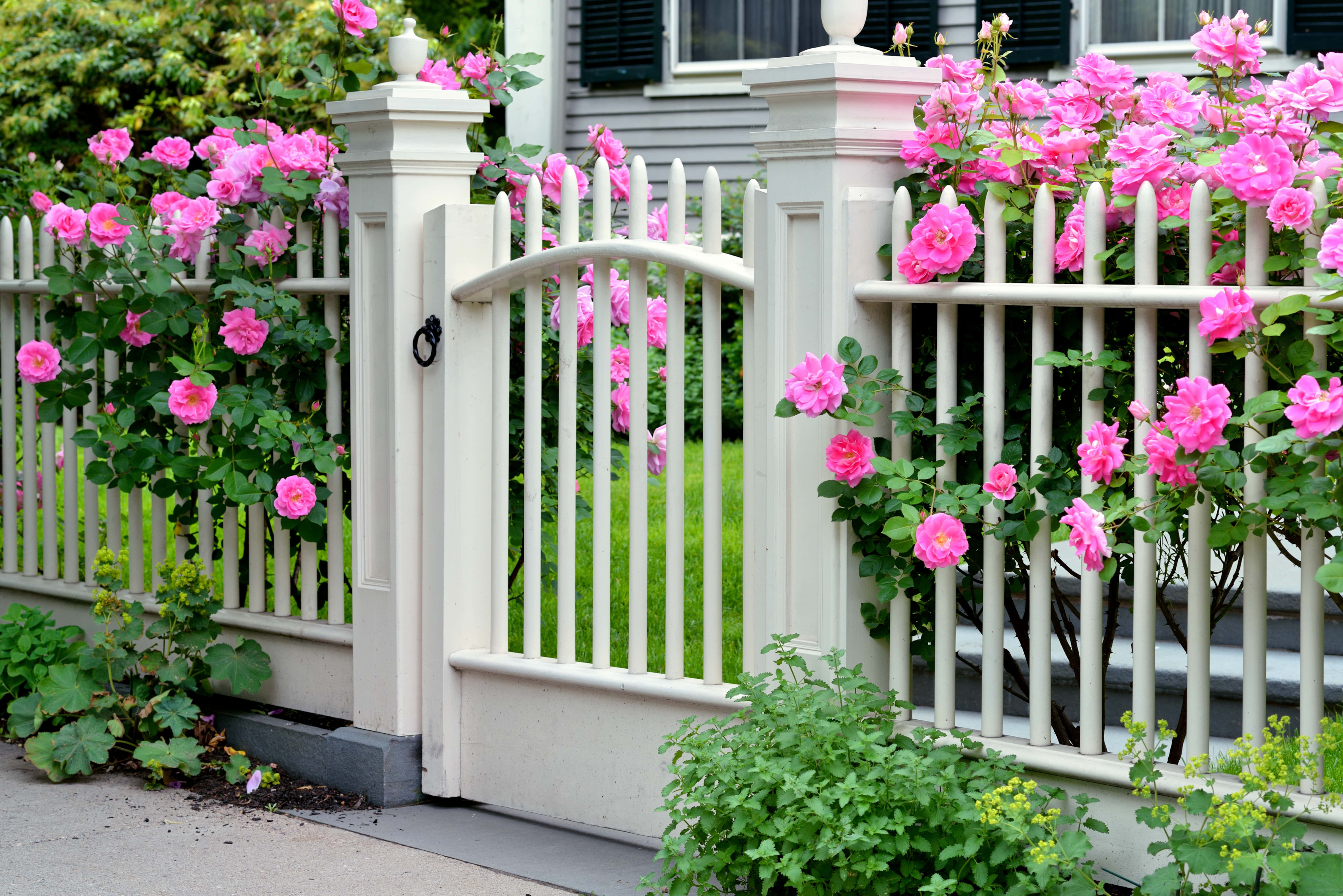 Rose garden grown over a white fence makes a statement 