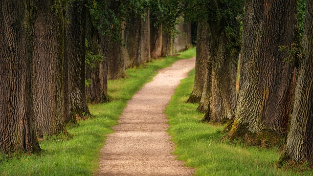 tree, avenue, path