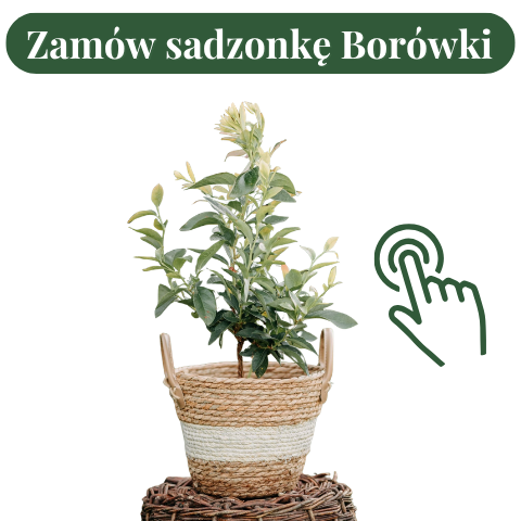 Duże sadzonki borówki amerykańskiej