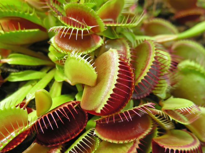 venus fly trap care, plant indoors