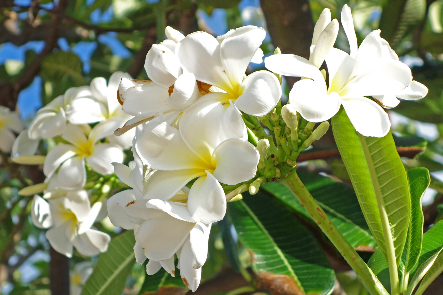 plumeria flowers in the molokai plumeria farm near pu uka oku falls