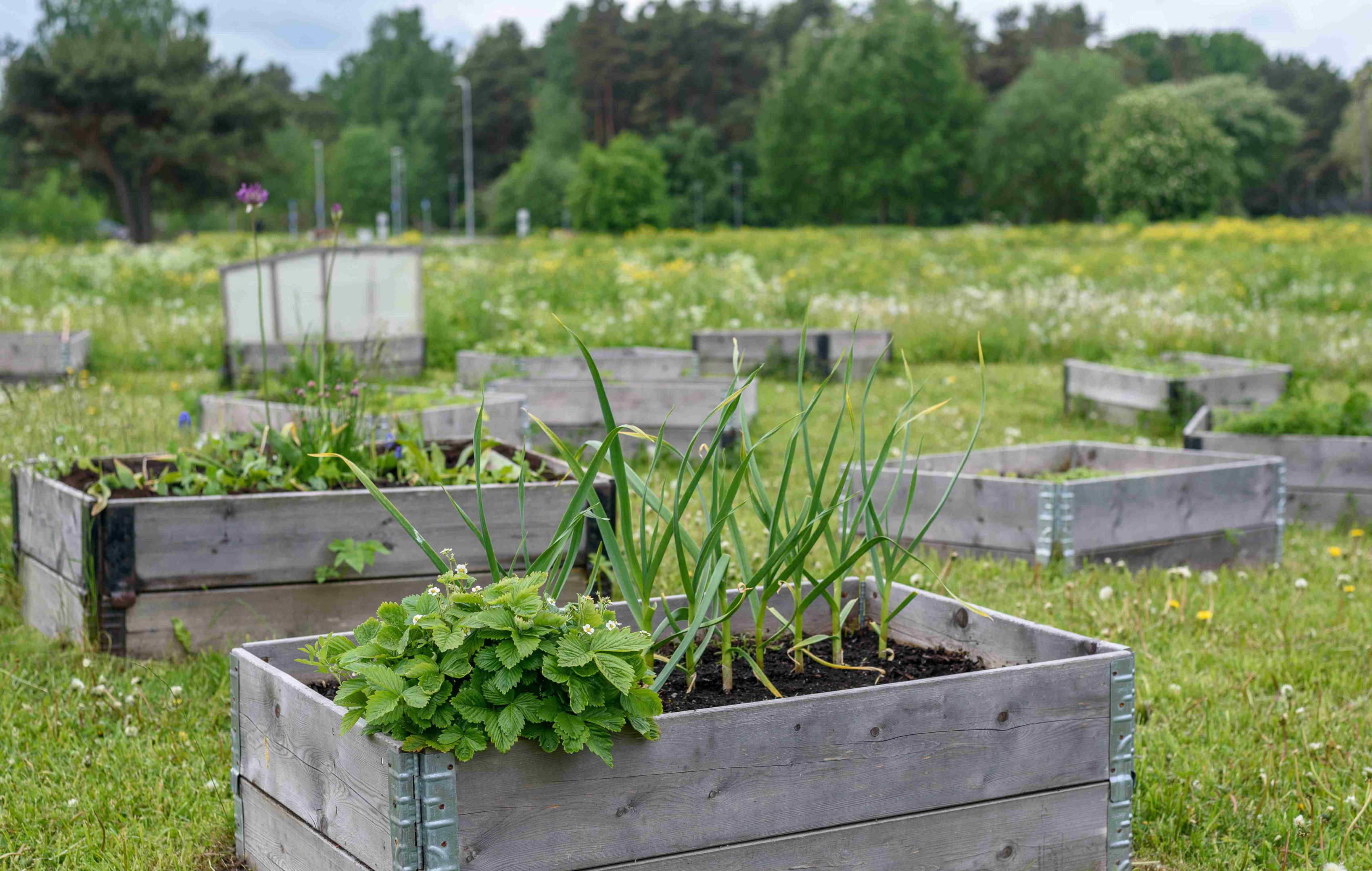 containerized raised bed