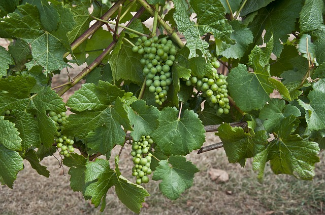 grapes, grapevine, pinot noir