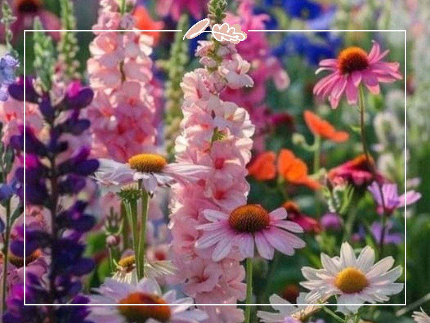 Coneflowers, foxgloves and daisies in vivid summer hues – Top 50 Flower Species blog by Fabulous Flowers & Gifts.