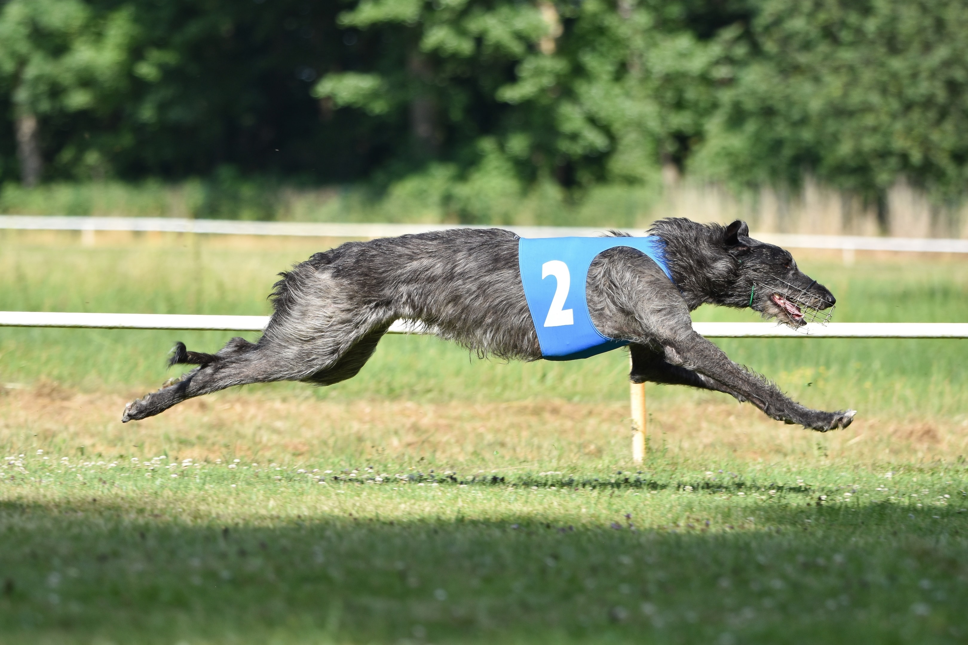 A Deerhound doing lure chasing