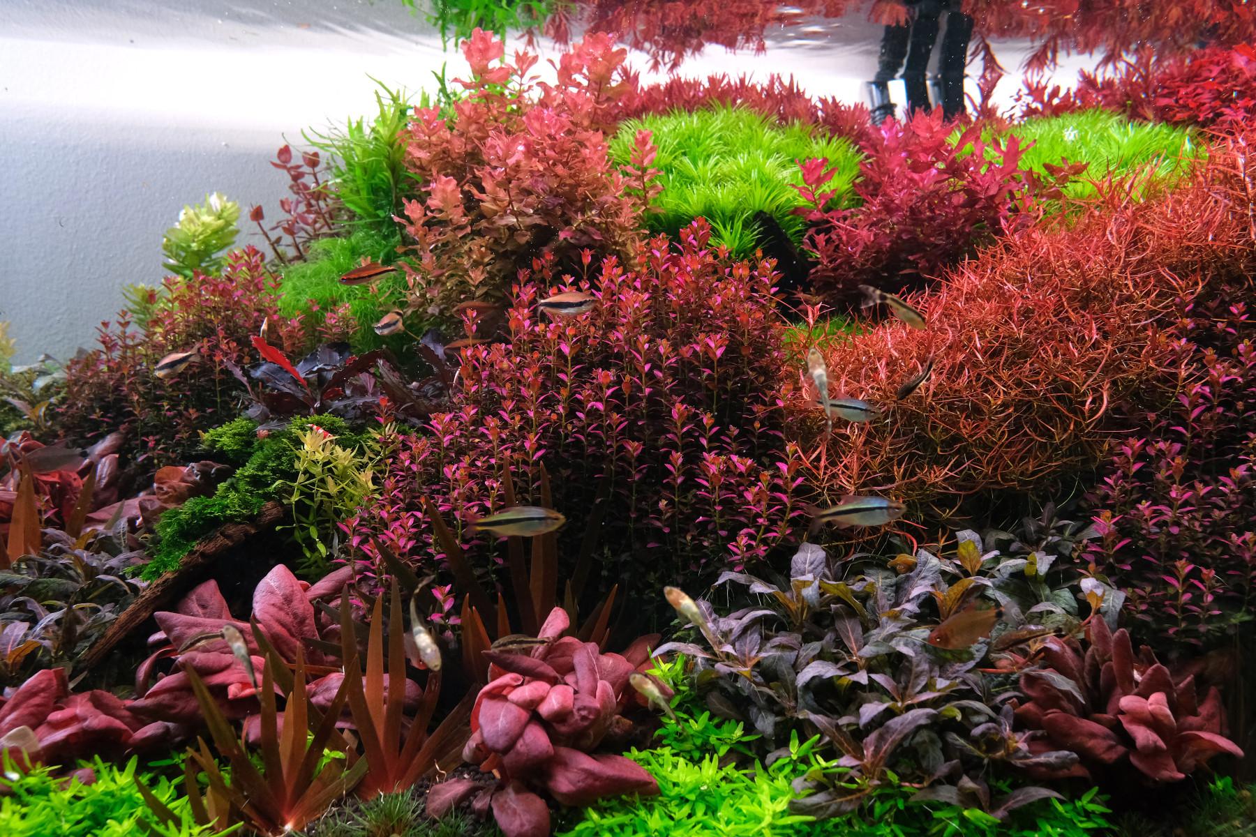 Lush planted aquarium with Xyris, Rotala macrandra mini type IV and other rare plants