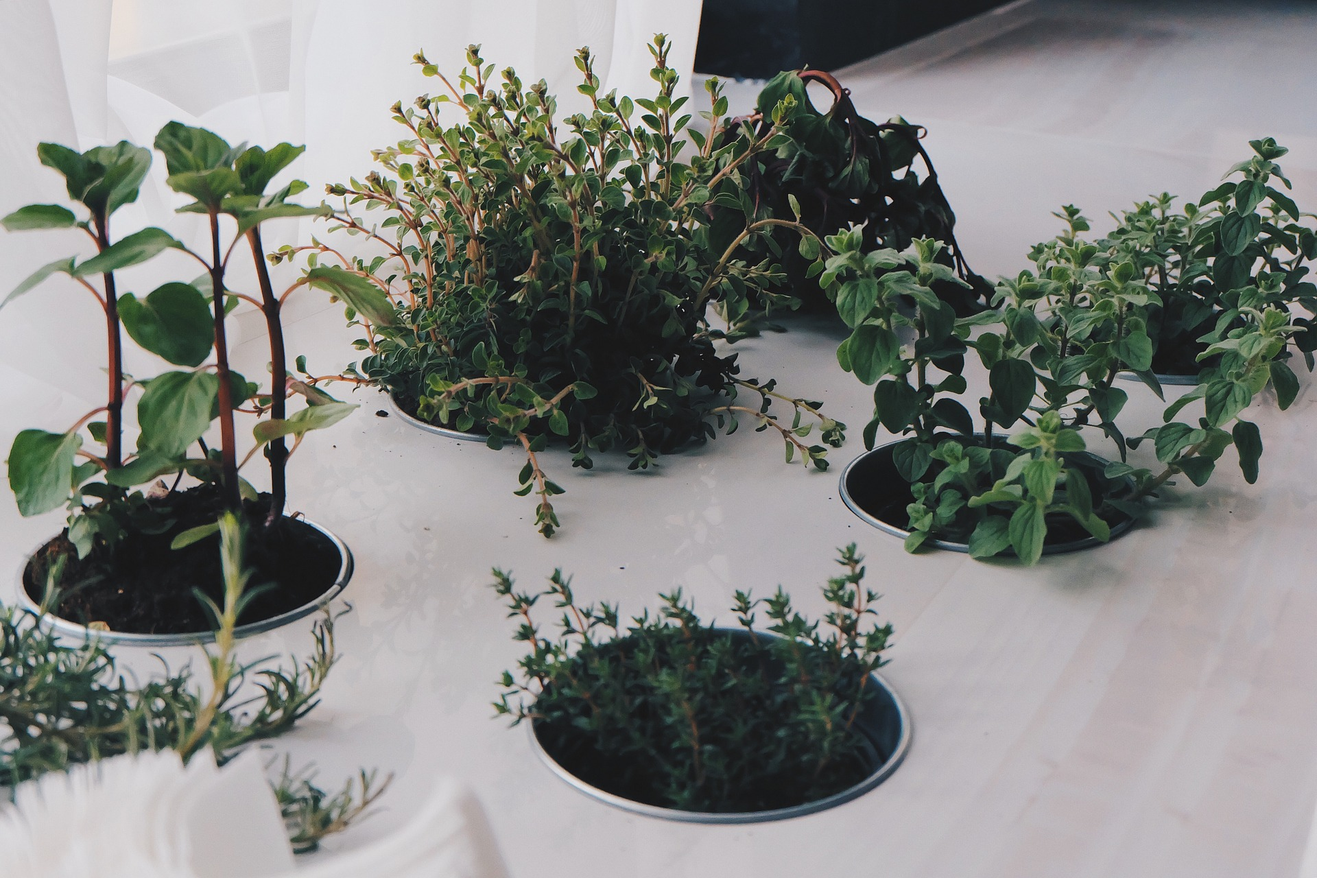 Indoor herb garden by donterase on Pixabay