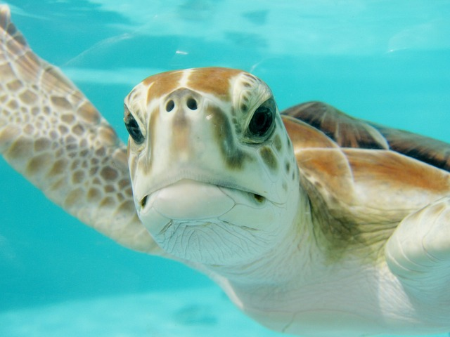 mexico, turtle, swim