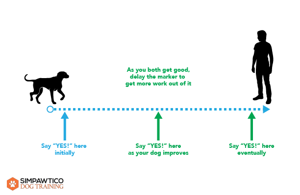 Illustration of delaying the marker when practicing recall with your dog