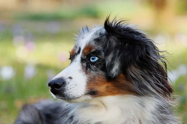 australian shepherd, blue merle, dog, dog's coat, undercoat rake, dead hair, australian shepherd owners