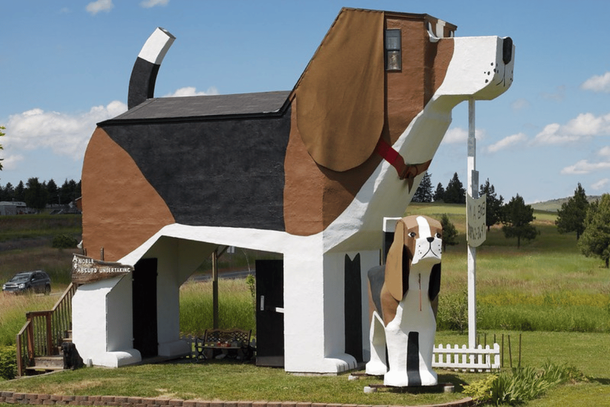 Unique Dog-Friendly Activities