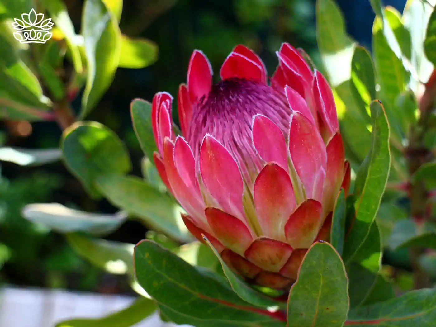 Single pink Protea flower in a garden - Fabulous Flowers and Gifts, Proteas Collection