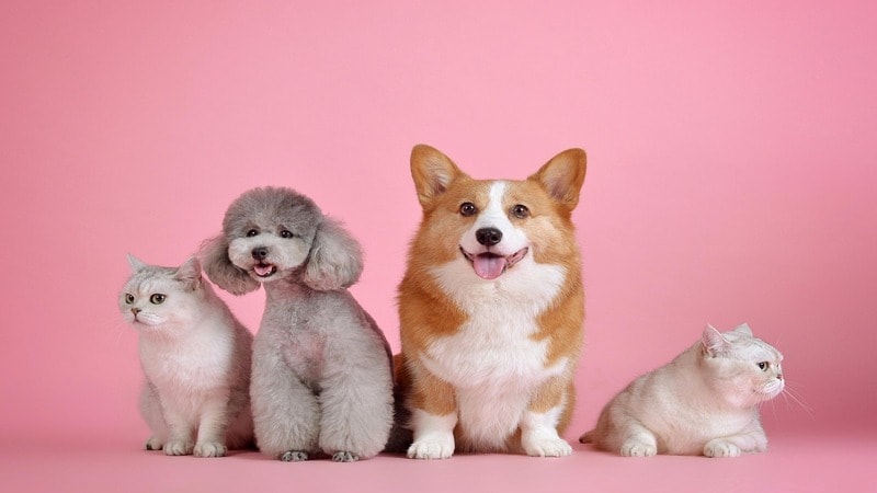 Pets sitting in a comfortable indoor space