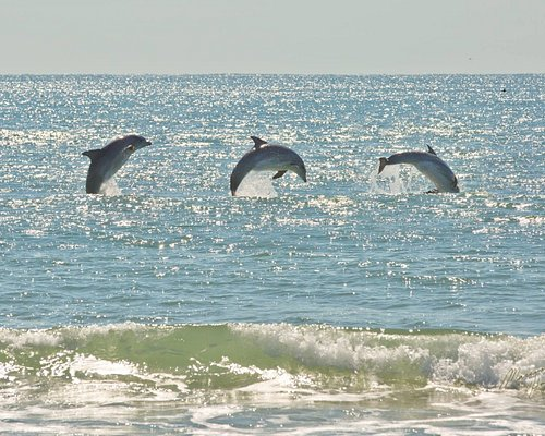 Dolphins at play.