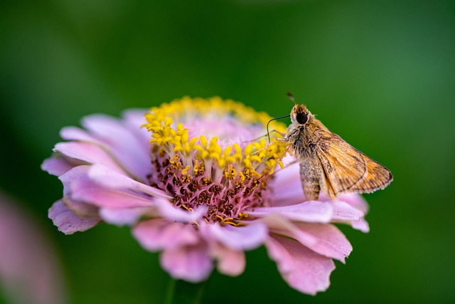 moth, flower, pollination
