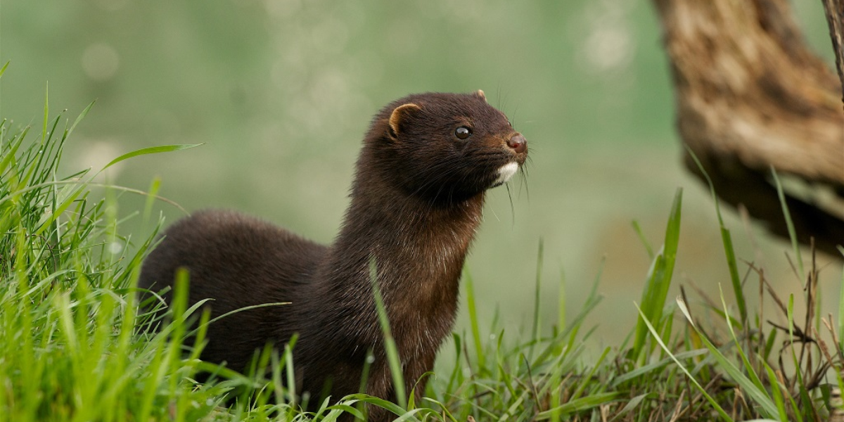  interesting animals in tennessee