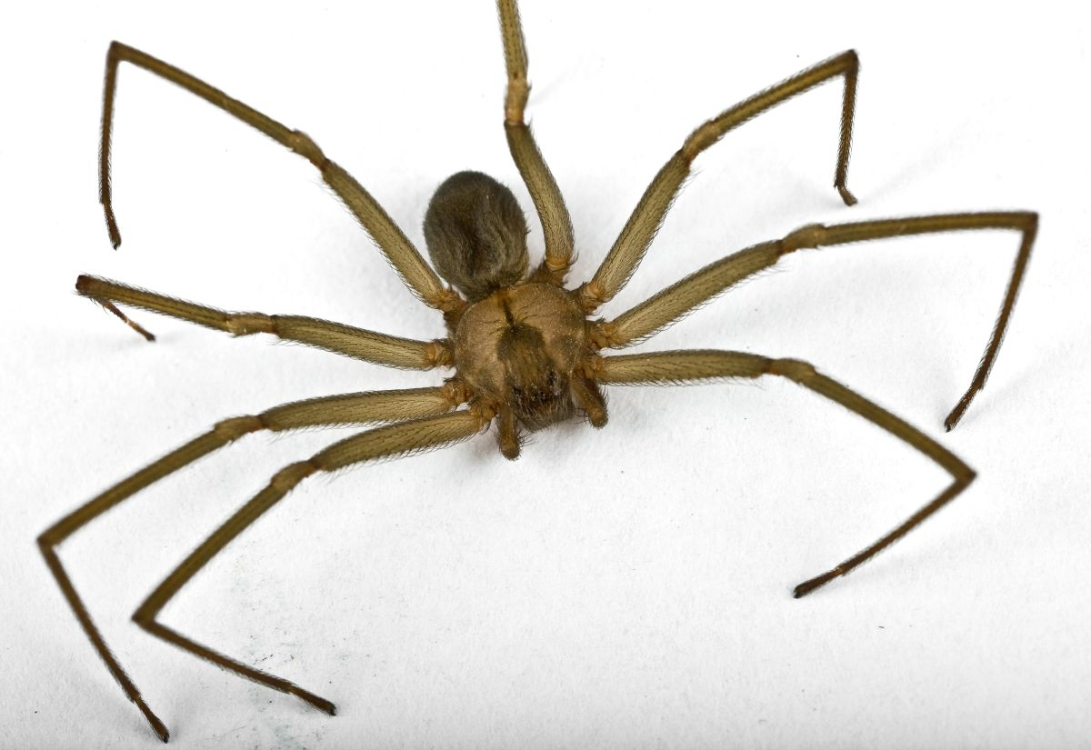 Do Spiders Feel Pain? Exploring the Sentience of Arachnids