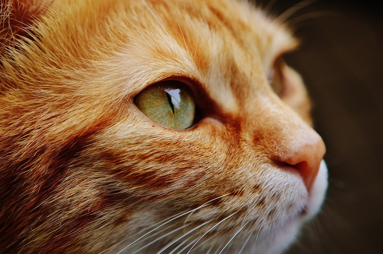 What You Should Know About Liver Cancer in Cats Zumalka