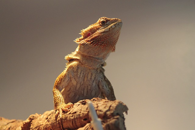 why is my bearded dragon not moving