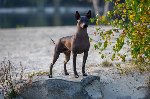 A Xolo standing on a rock in front of a river