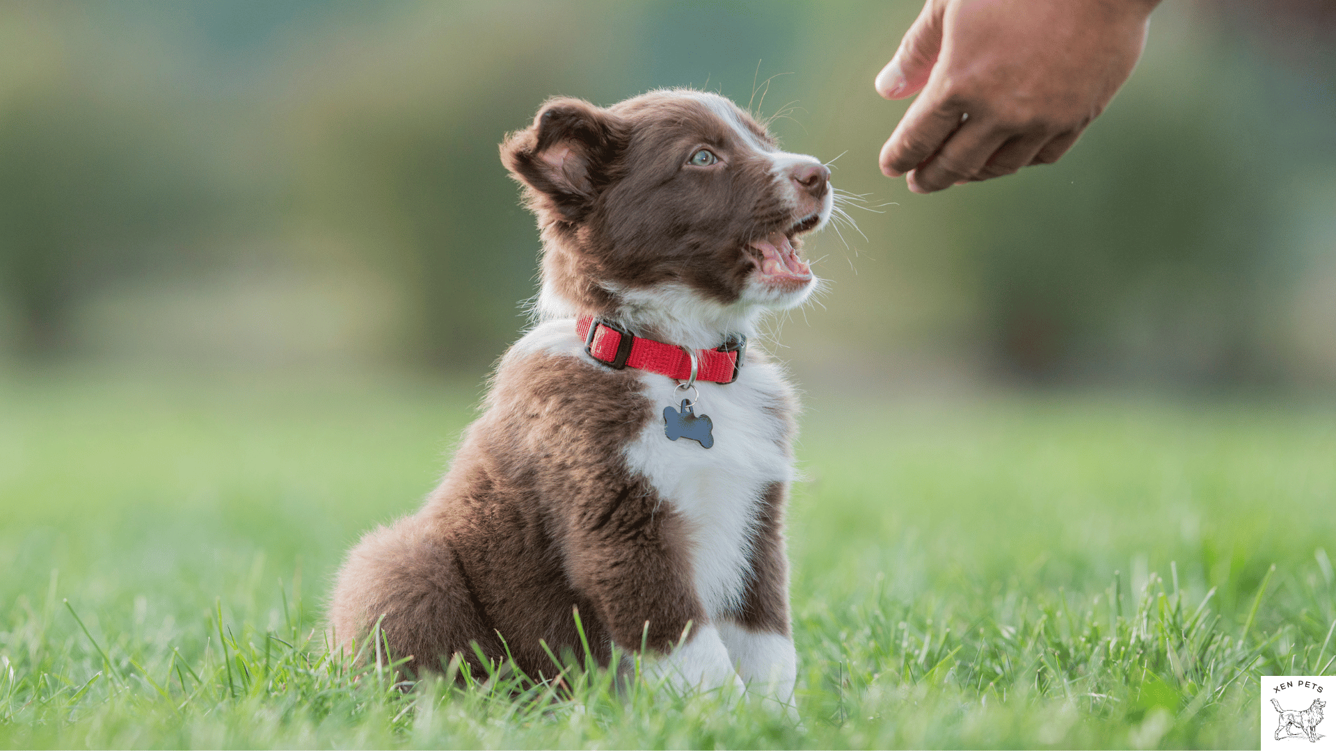 training a puppy to sit