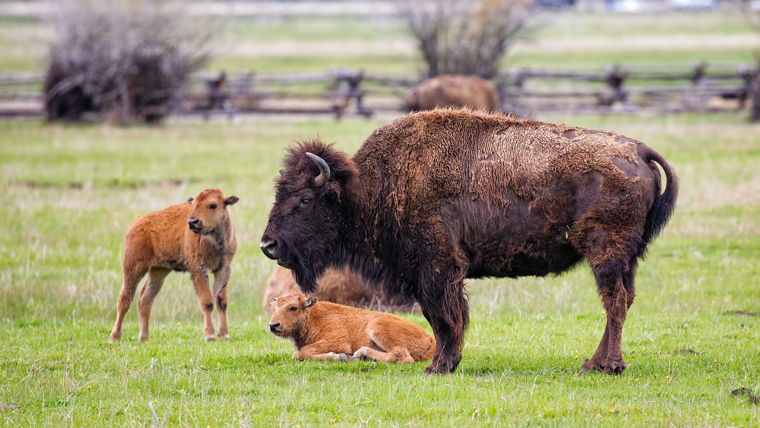 Bison conservation and elk sanctuary