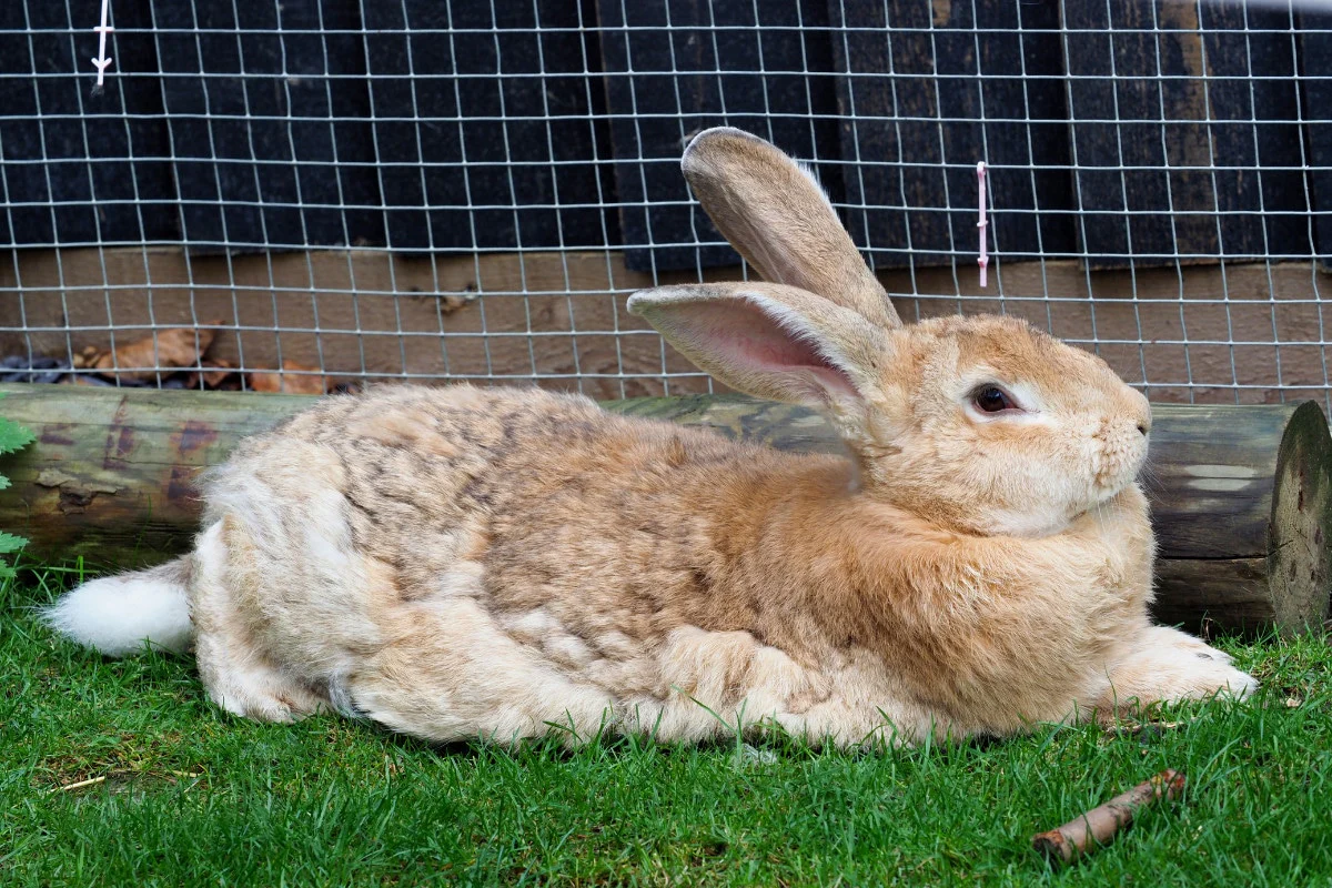 Giant Rabbit Breeds for Pets