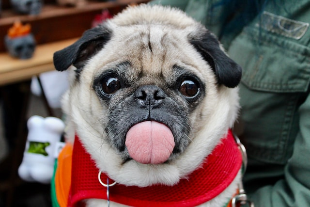 Adult Fawn Pug Showing His Tongue Out