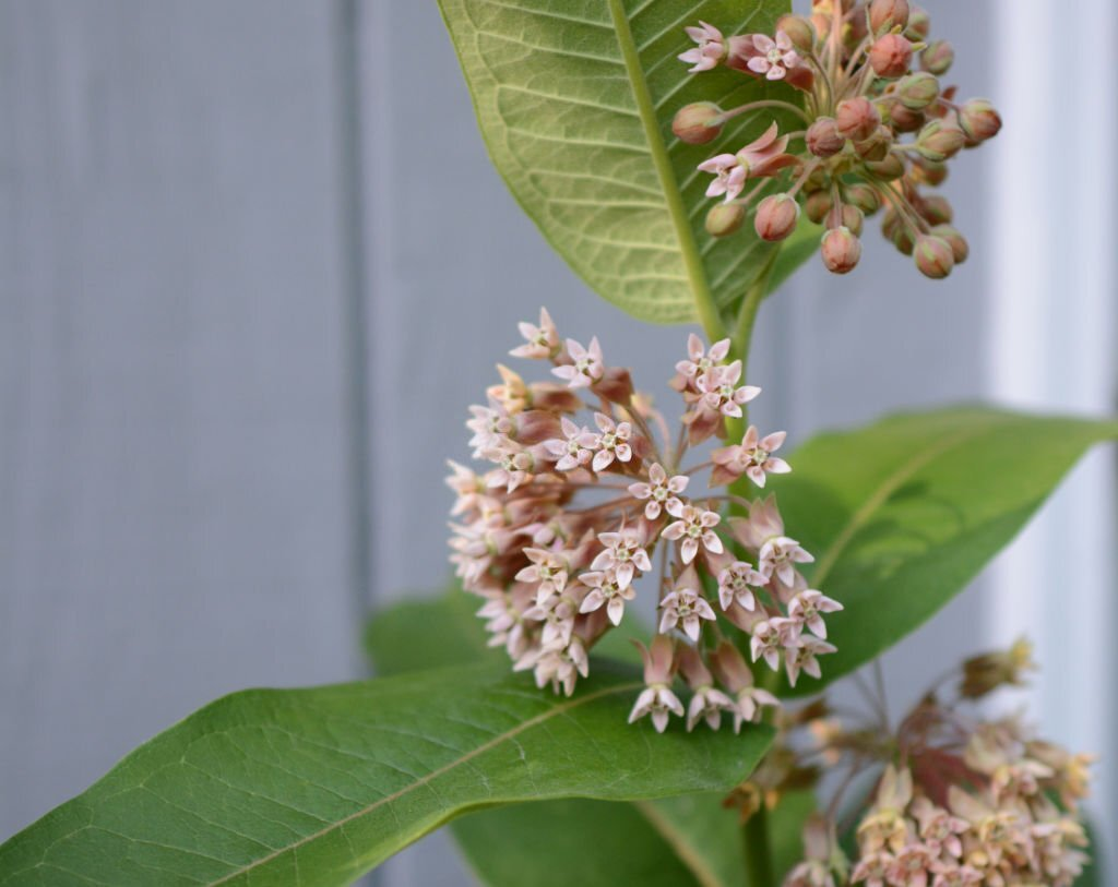 28 Beautiful Flower Names That Start With A 28