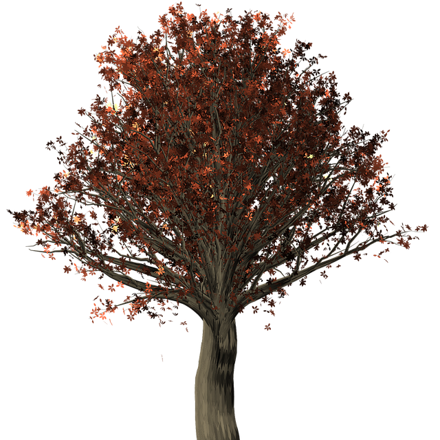 Red Oak tree