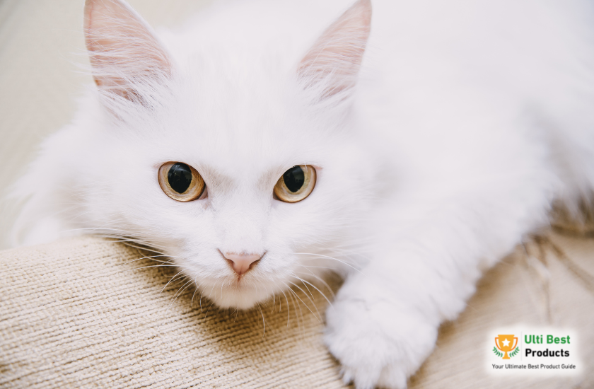 Turkish Van Image Credit: Canva in a post about 26 of The Best White Cat Breeds