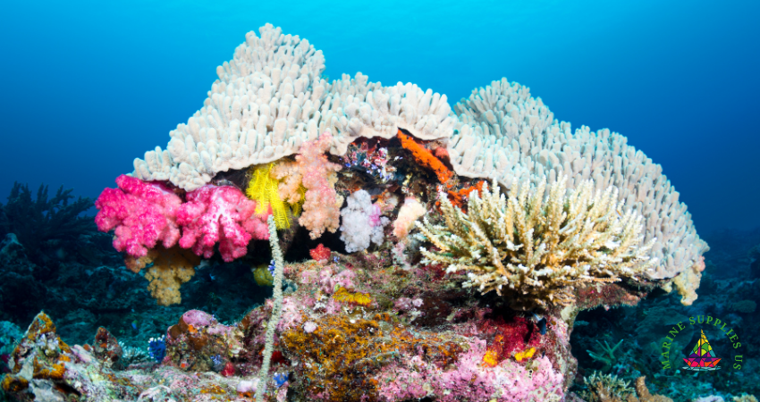 coral reef, depth sounder