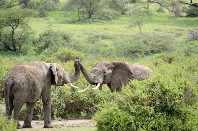 Exciting Activities for Kids on Safari