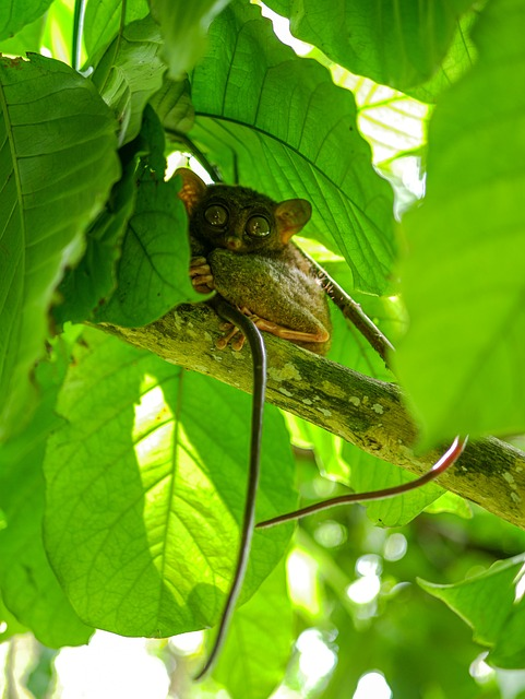 tarsier, primate, small animal