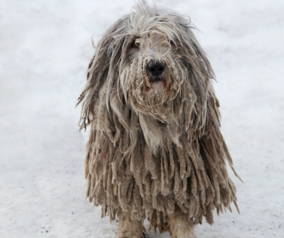 A Puli puppy standing in the snow