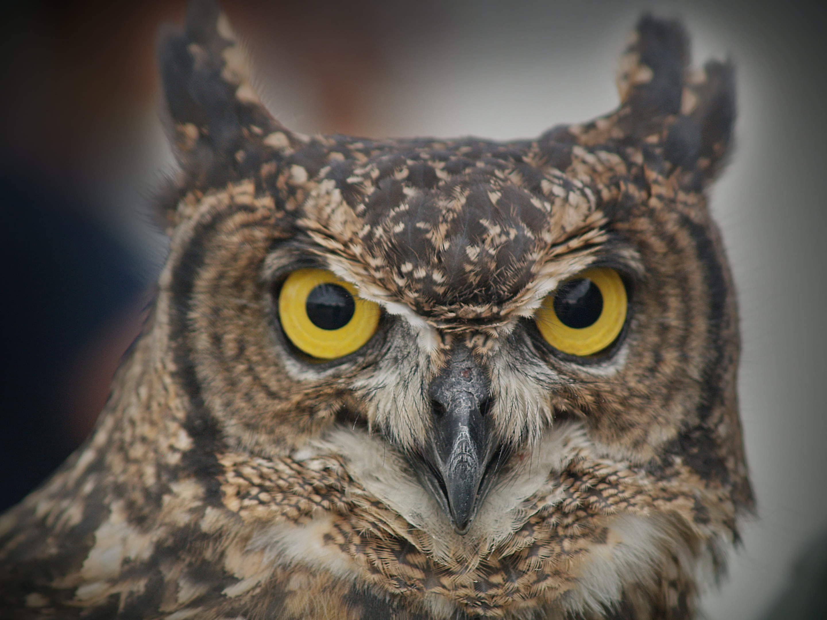 What does it mean when you see an owl?