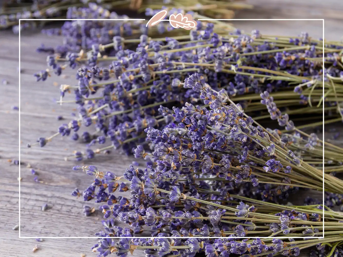 A bunch of dried lavender flowers, showcasing their muted purple hues, neatly arranged on a wooden table. Fabulous Flowers and Gifts.